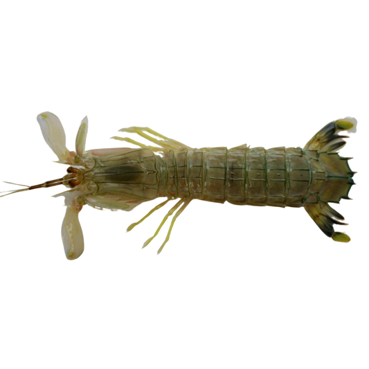 Buy Mantis Shrimp