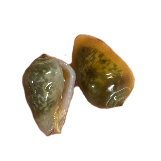 Marginella Snail