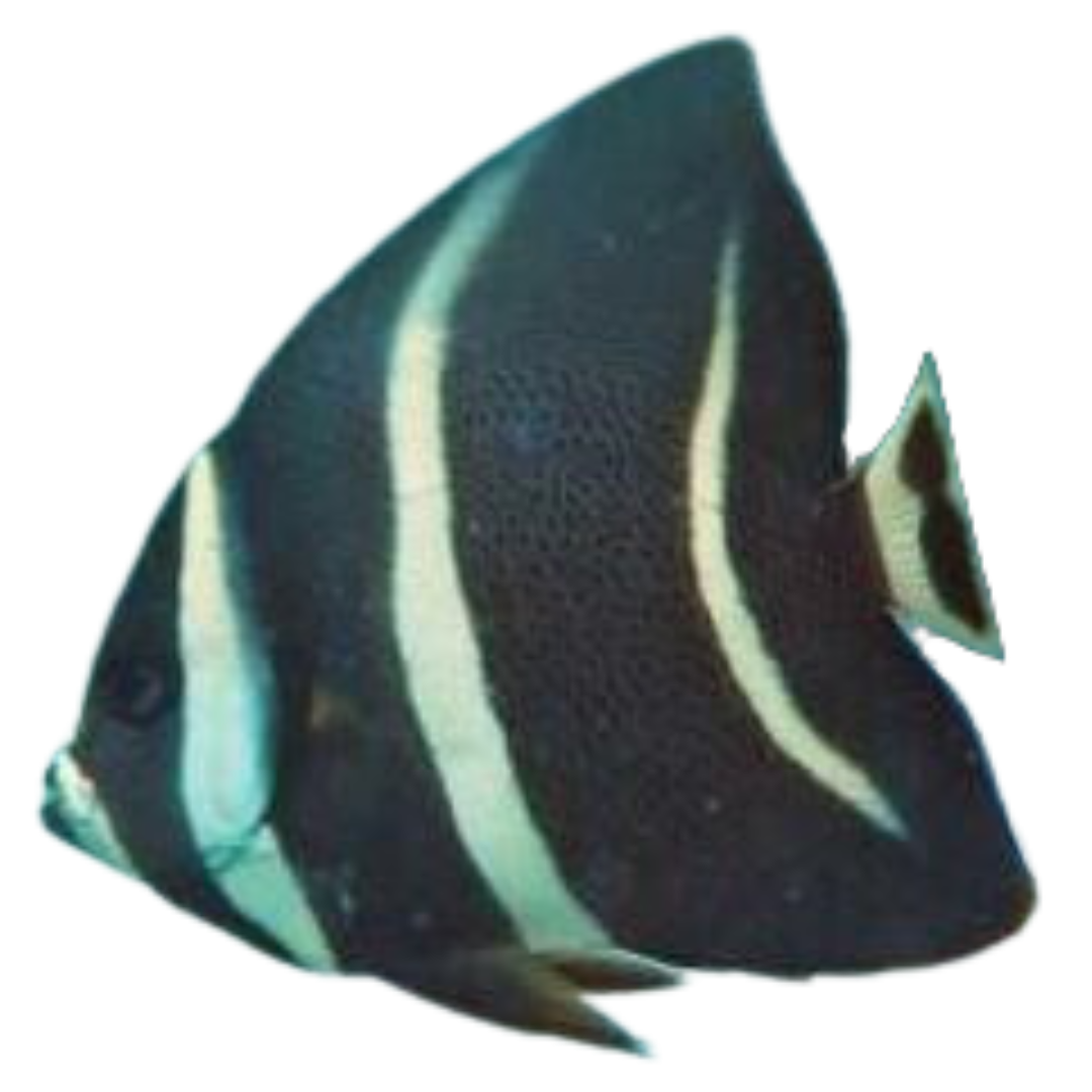 Black Angelfish (Medium 3-5 inches)