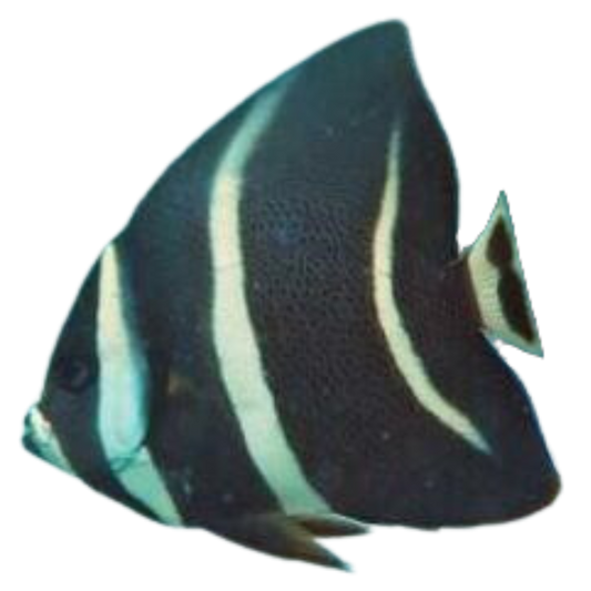 Black Angelfish (Medium 3-5 inches)