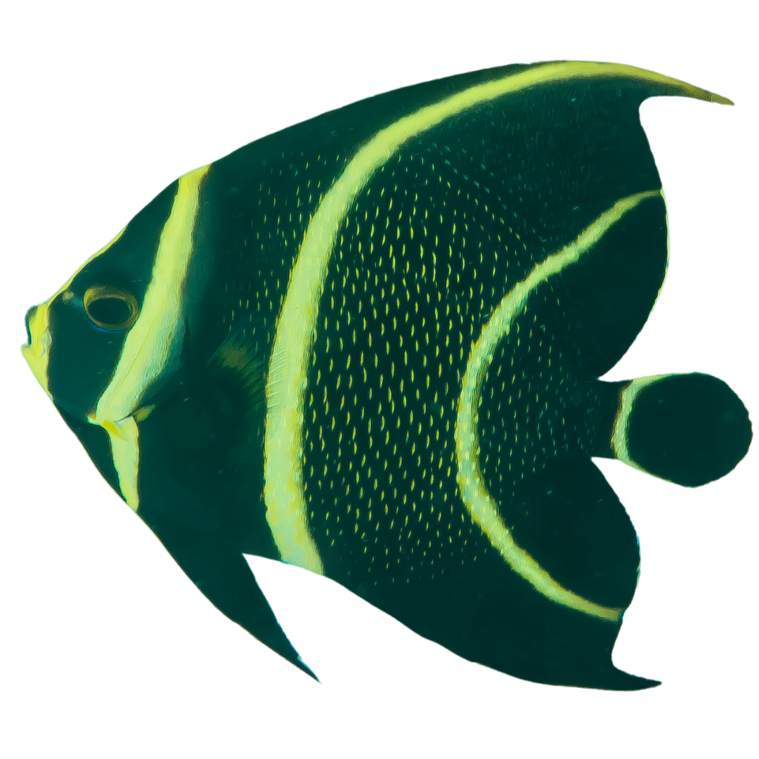 French Angelfish (Medium 3-5 inches)