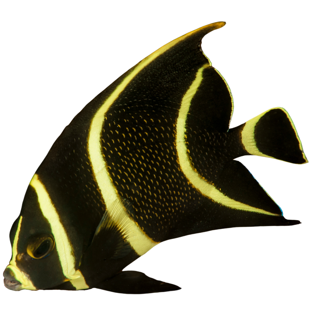 French Angelfish (Medium 3-5 inches)