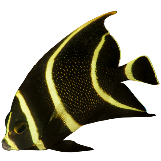 French Angelfish (Small 1.5  - 3 inches)
