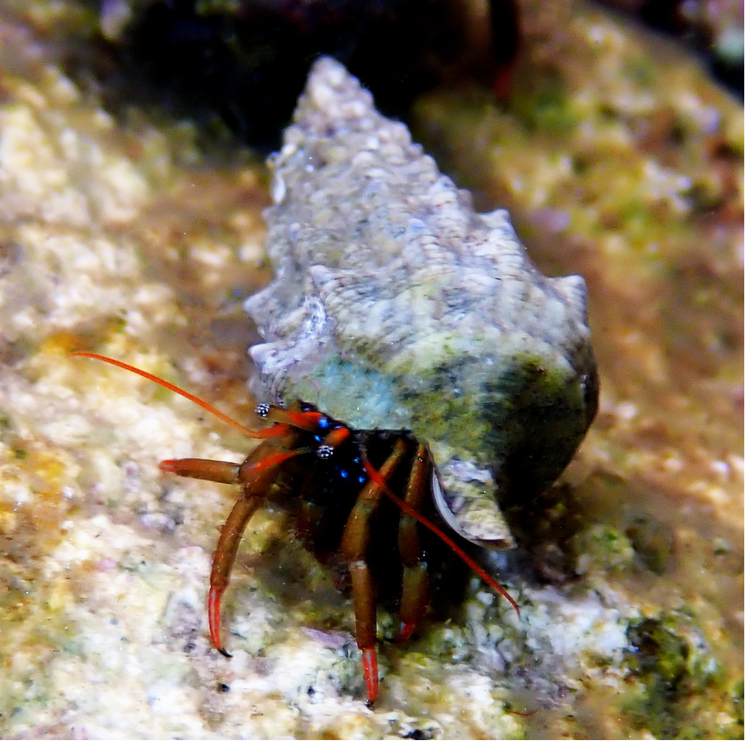 Mexican Red Leg Hermit