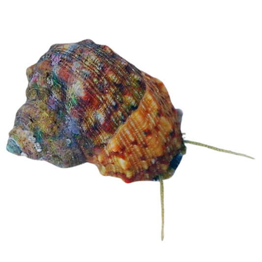 Mexican Turbo Snail on Sale
