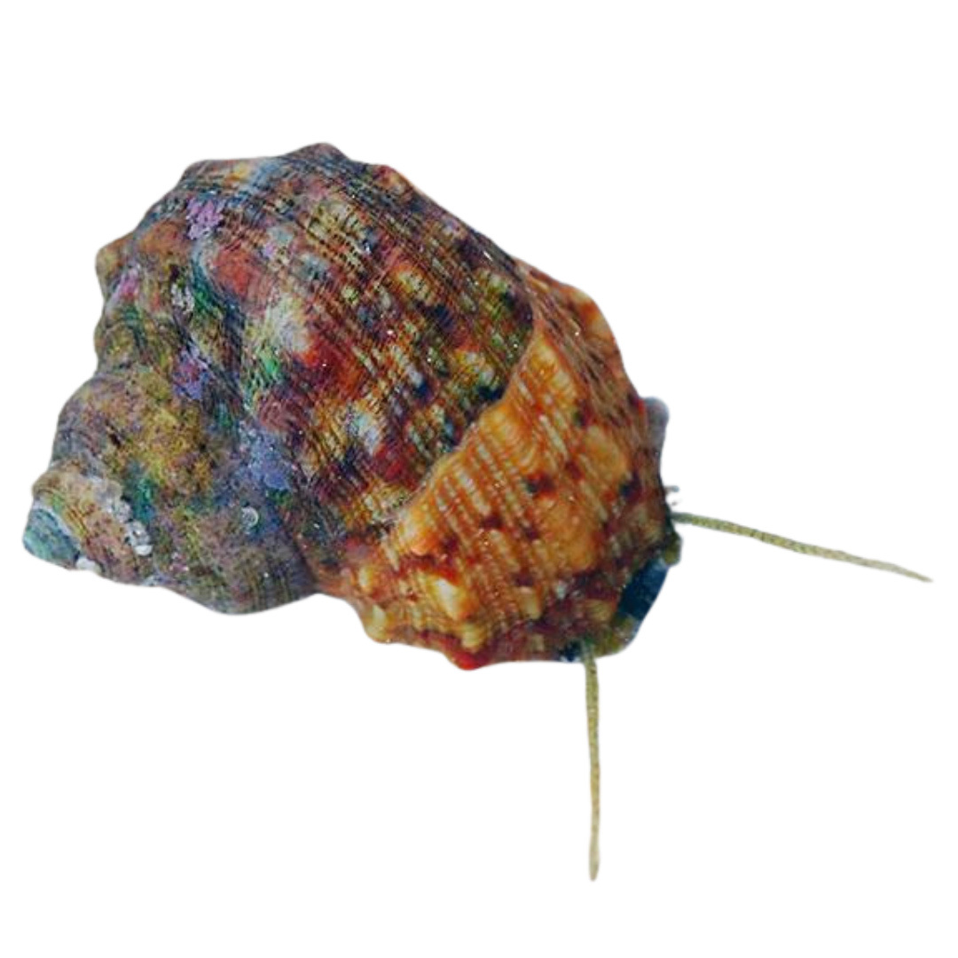 Get Mexican Turbo Snail