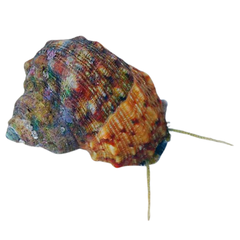 Mexican Turbo Snail 25 Pack Foxy Saltwater Tropicals