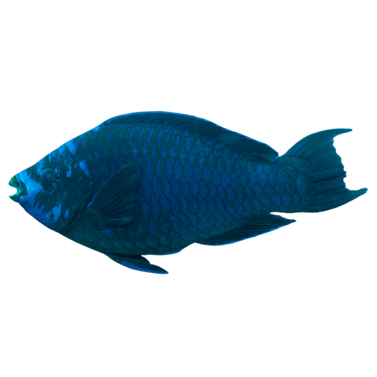 Midnight Parrotfish