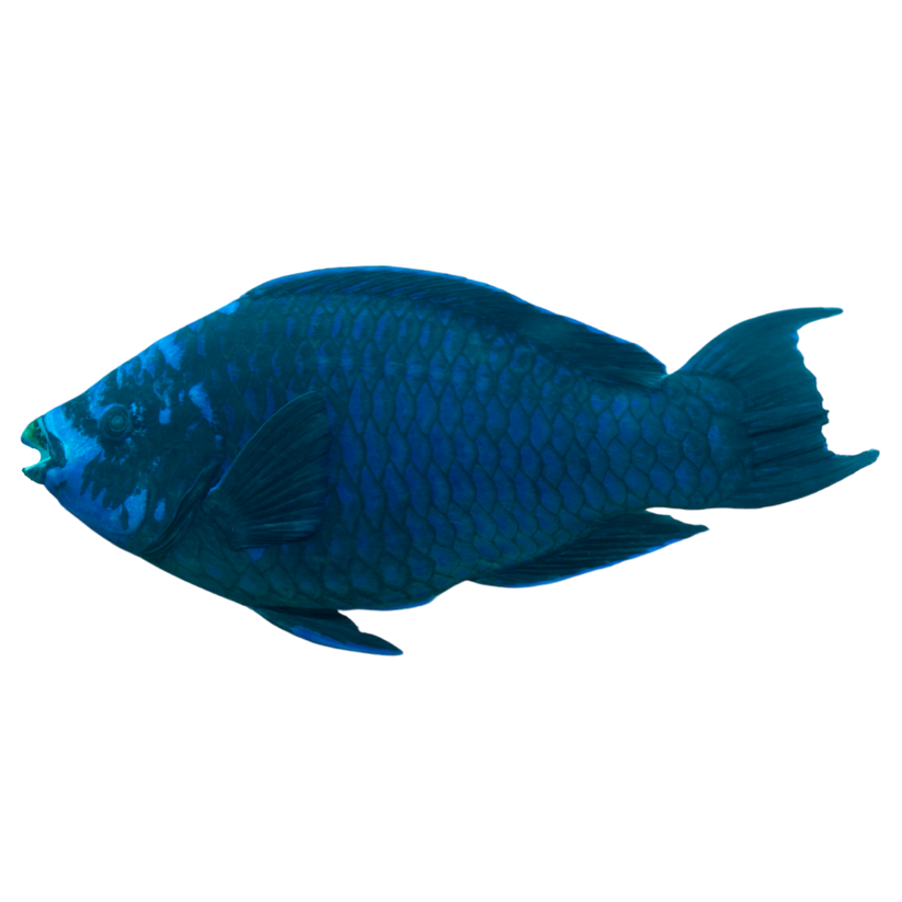Midnight Parrotfish – Foxy Saltwater Tropicals