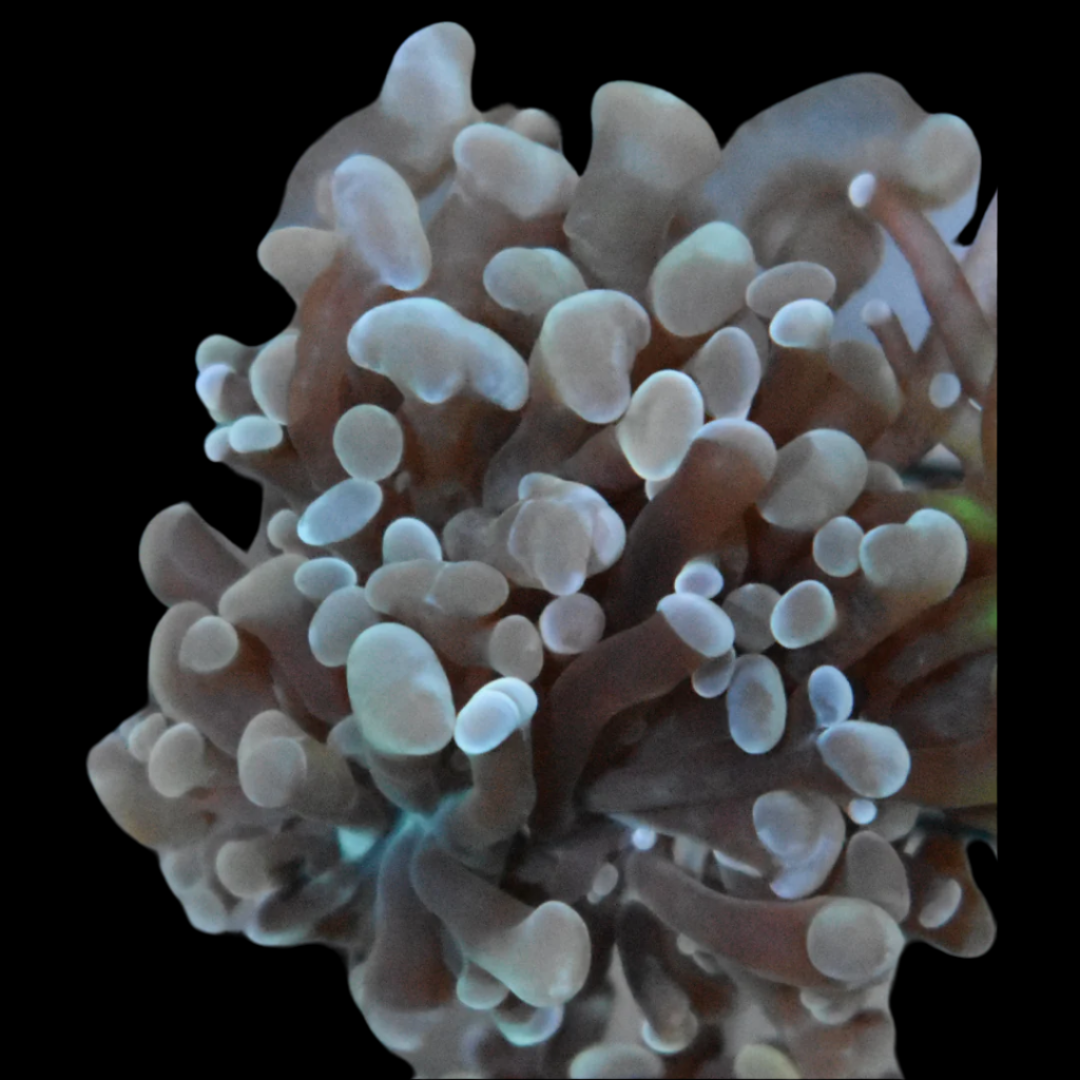 Shop Mint Indo Hammer Coral