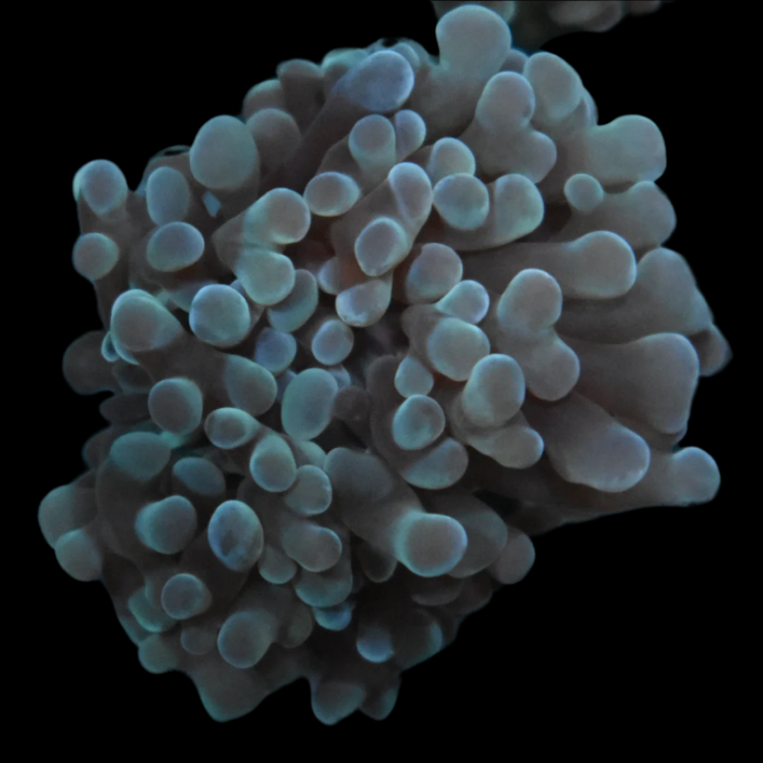 Purchase Mint Indo Hammer Coral