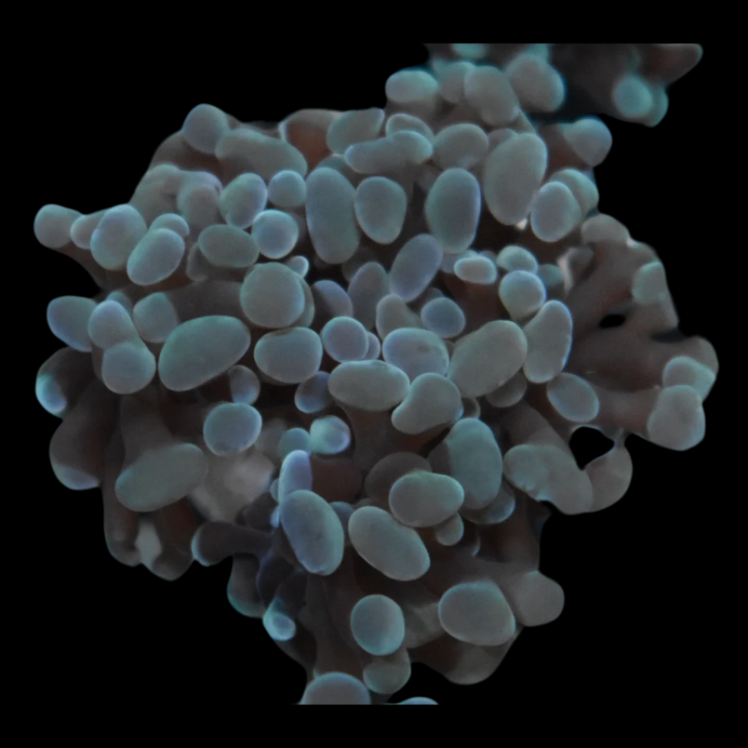 Mint Indo Hammer Coral on Sale