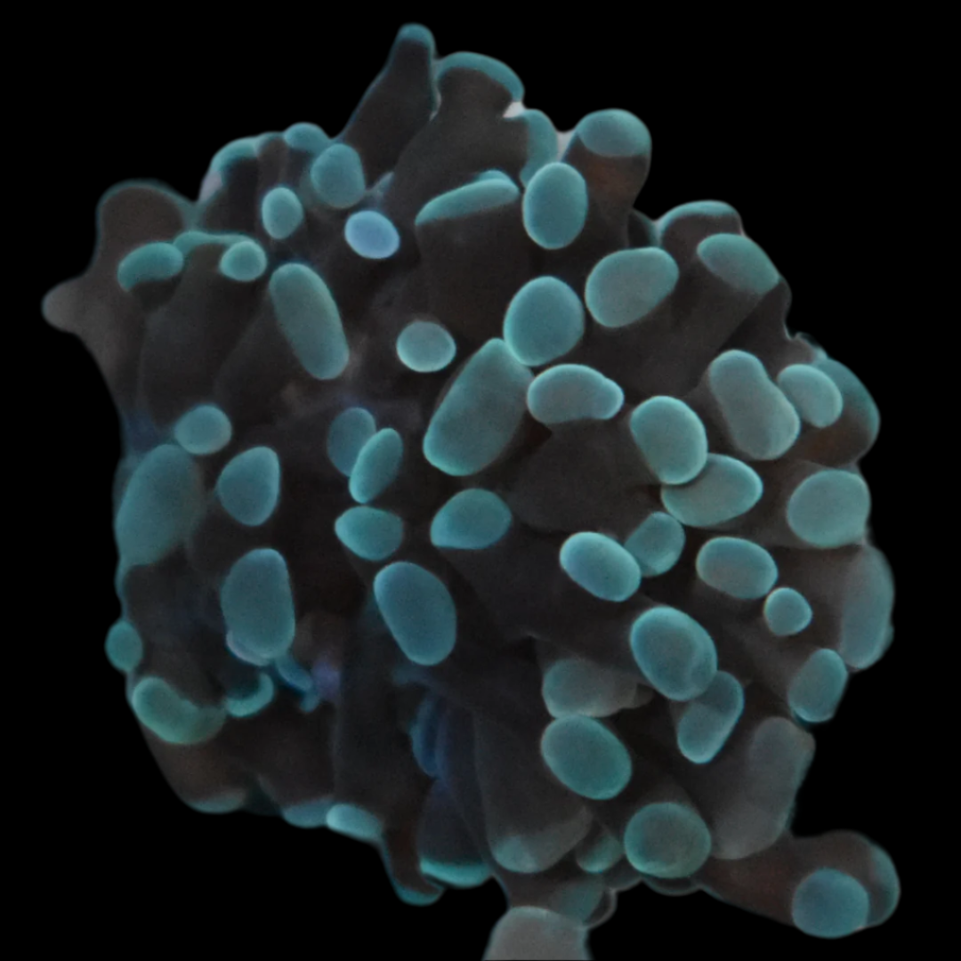 Buy Mint Indo Hammer Coral