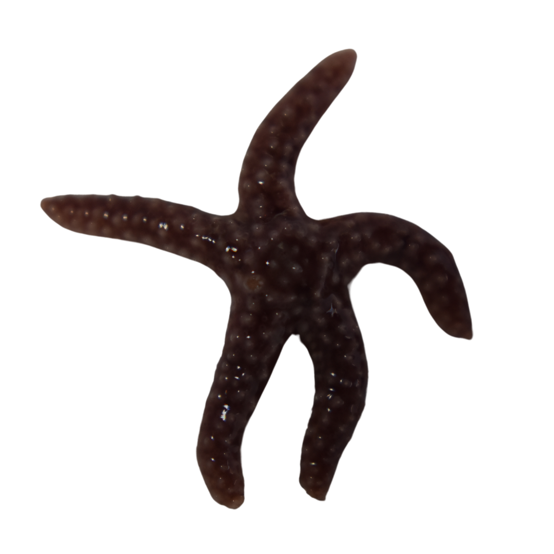 Common Starfish (medium)