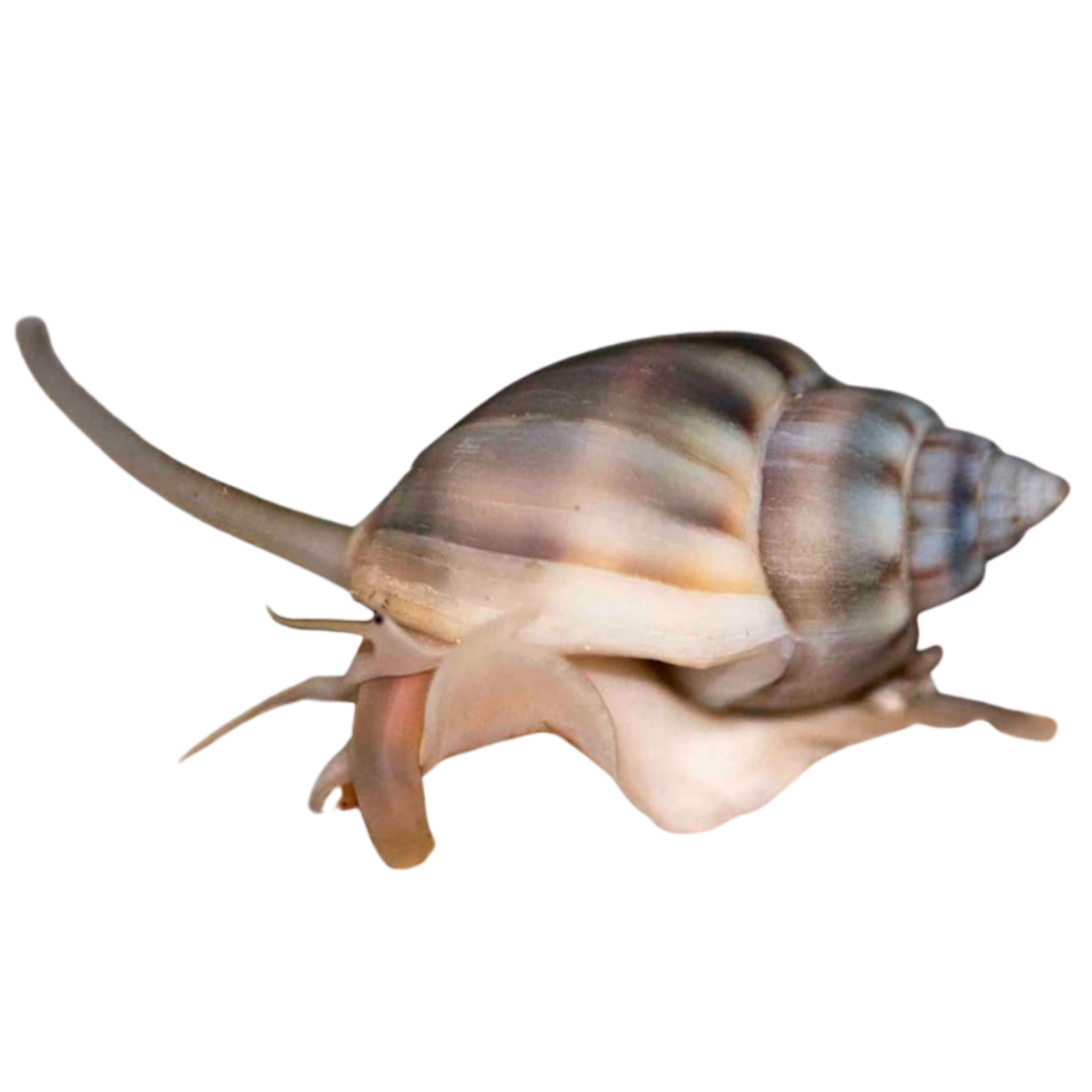 Nassarius Snail (vibex)
