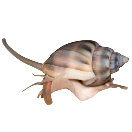 Nassarius Snail 10 Pack (vibex)