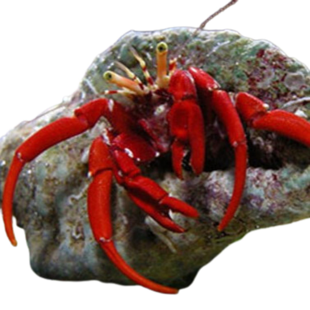Scarlet Hermit Crab (5 pack)