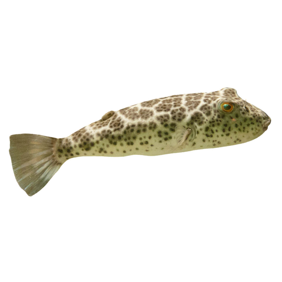 Checkered Pufferfish (small/medium 1-3")