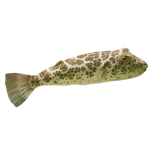 Checkered Pufferfish (small/medium 1-3")