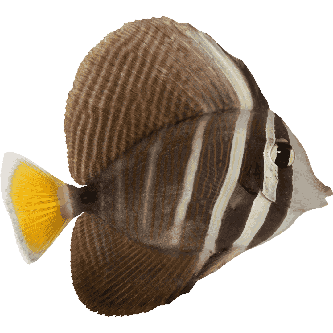Sailfin Tang (Juvenile)