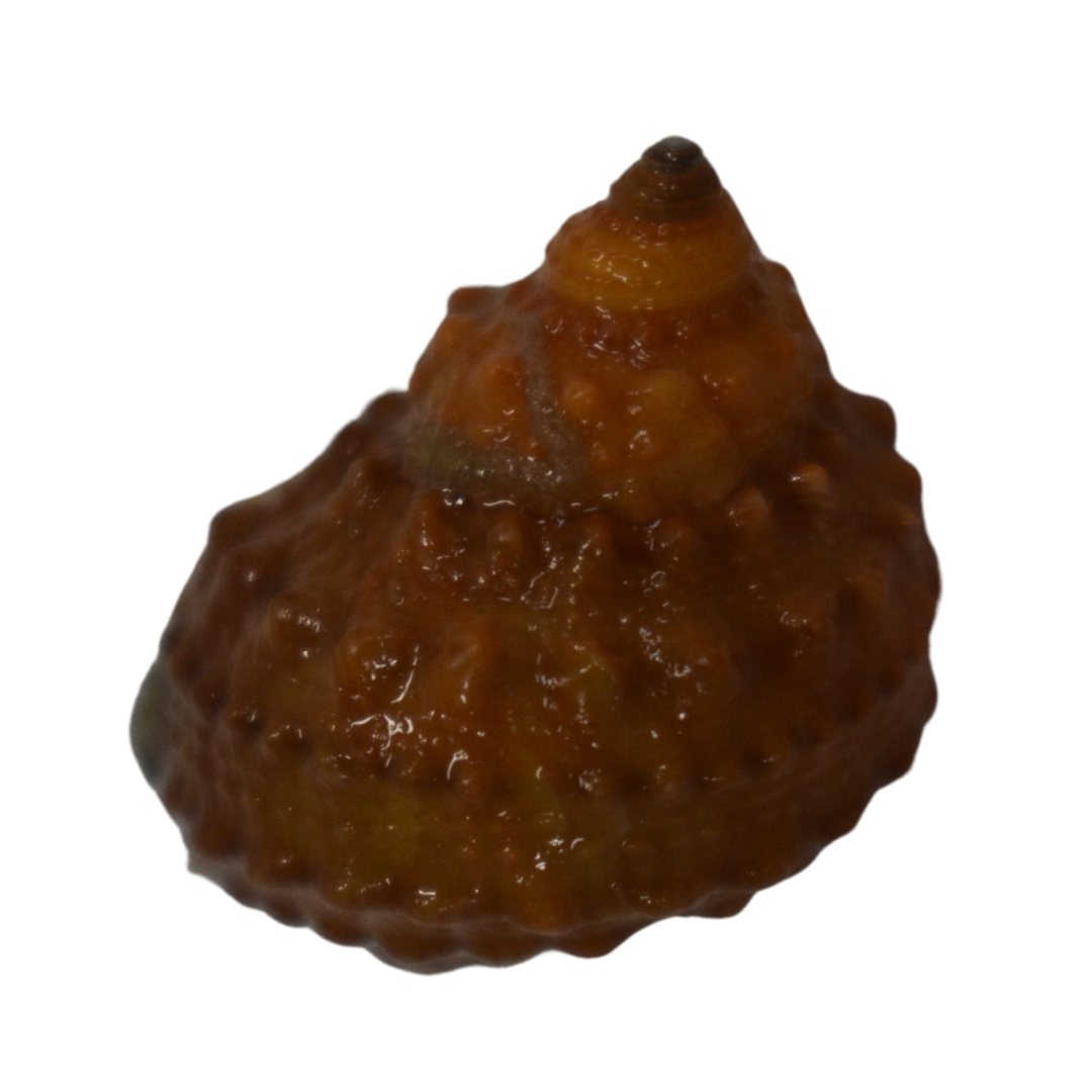 Orange Chestnut Turbo Snail