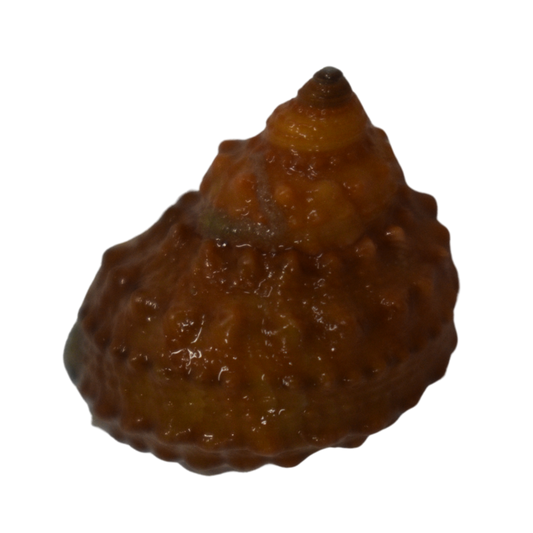Orange Chestnut Turbo Snail