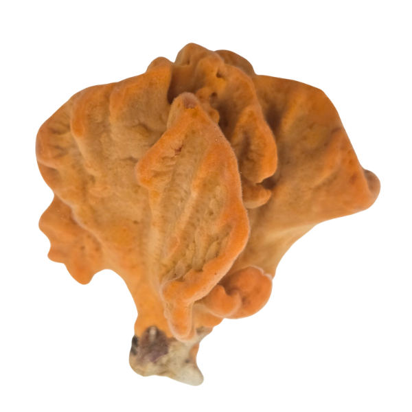 Orange Frilly Sponge