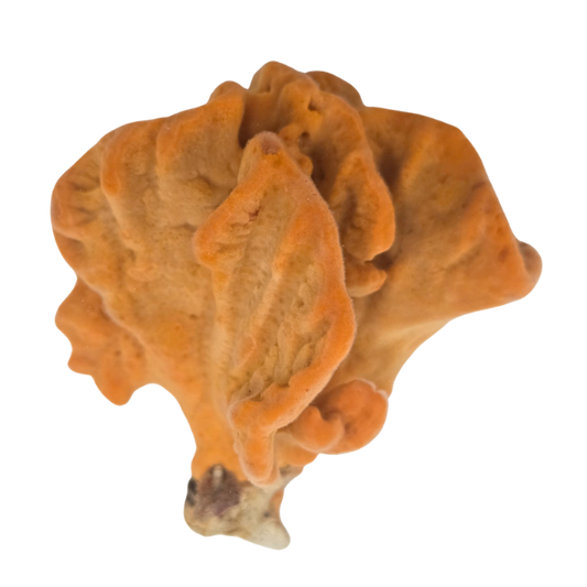 Orange Frilly Sponge
