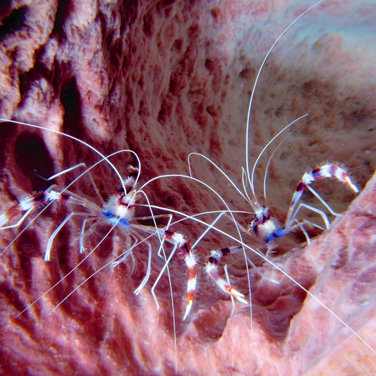 Banded Coral Shrimp (mated pair)