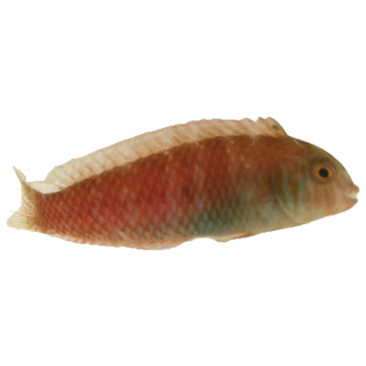 Pearly Razor Wrasse (2-4 inches)