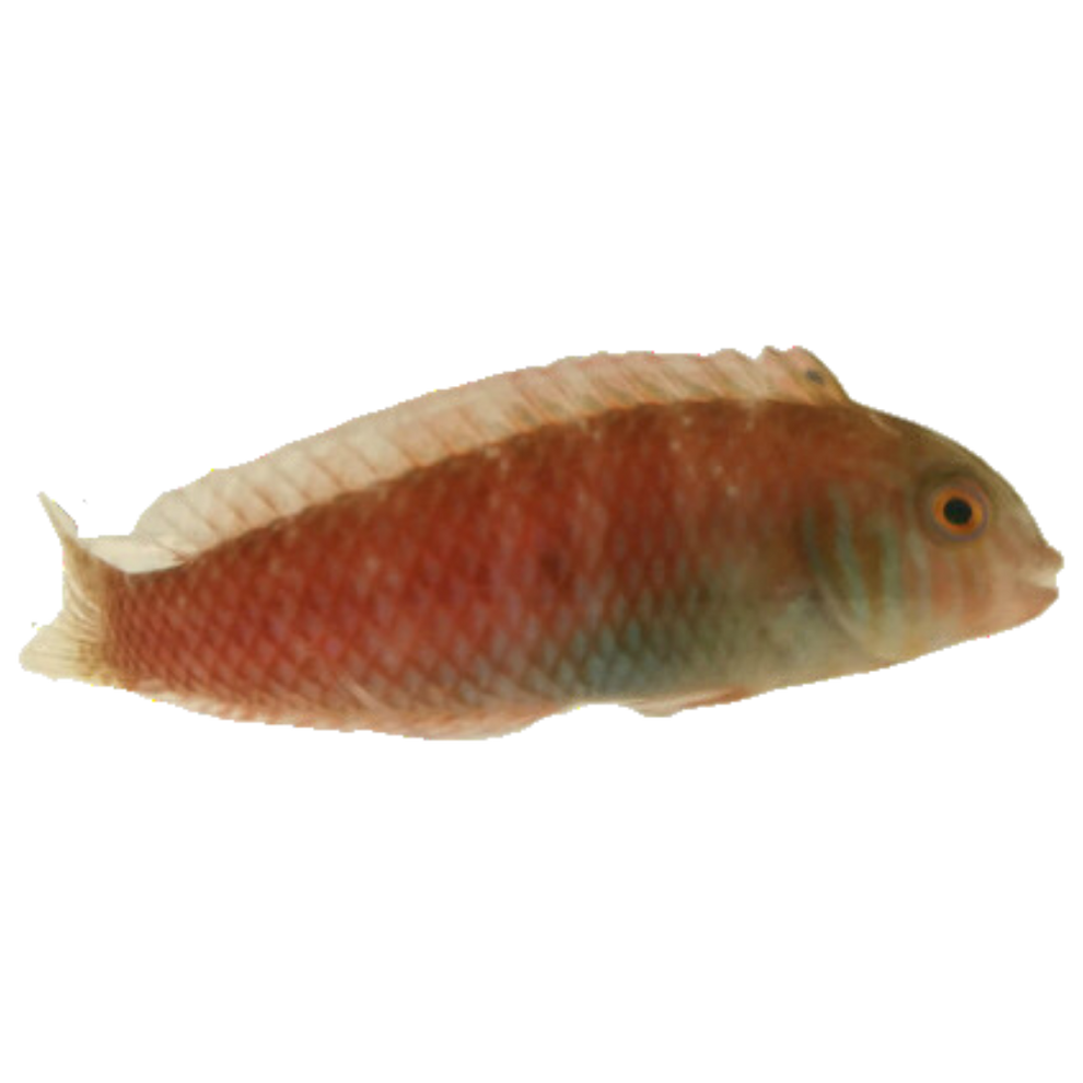 Pearly Razor Wrasse – Foxy Saltwater Tropicals