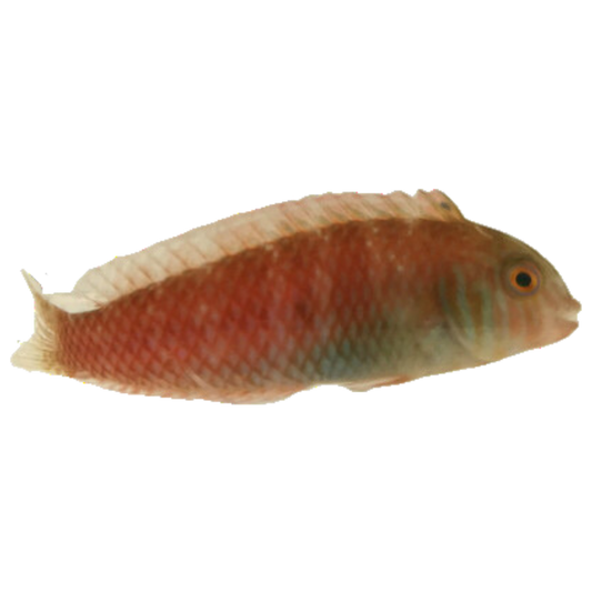 Pearly Razor Wrasse (4-6 inches)