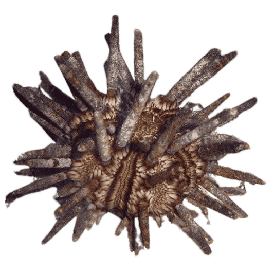 Pencil Urchin (Medium/Large)