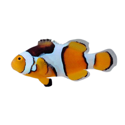 Tank Raised Percula Clown Fish