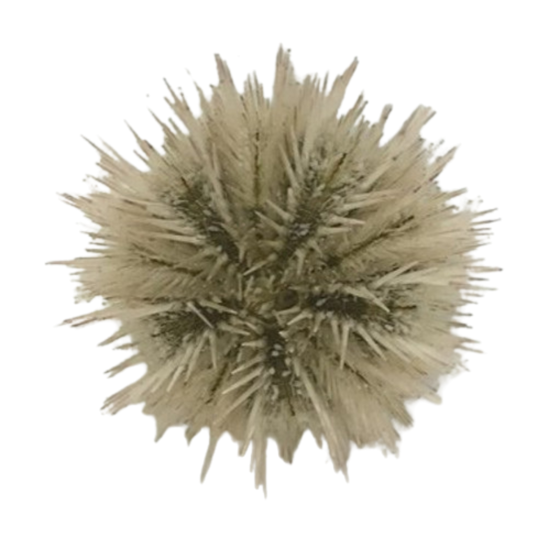 Pin Cushion Urchin Medium (1.75 - 3.25 inches)