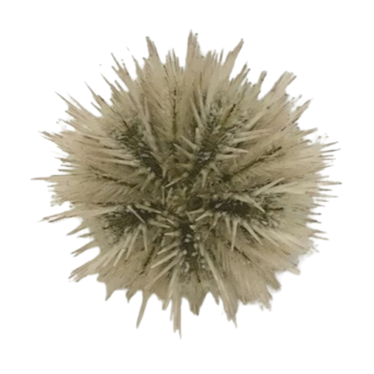 Pin Cushion Urchin Small (1.75 inches or less)