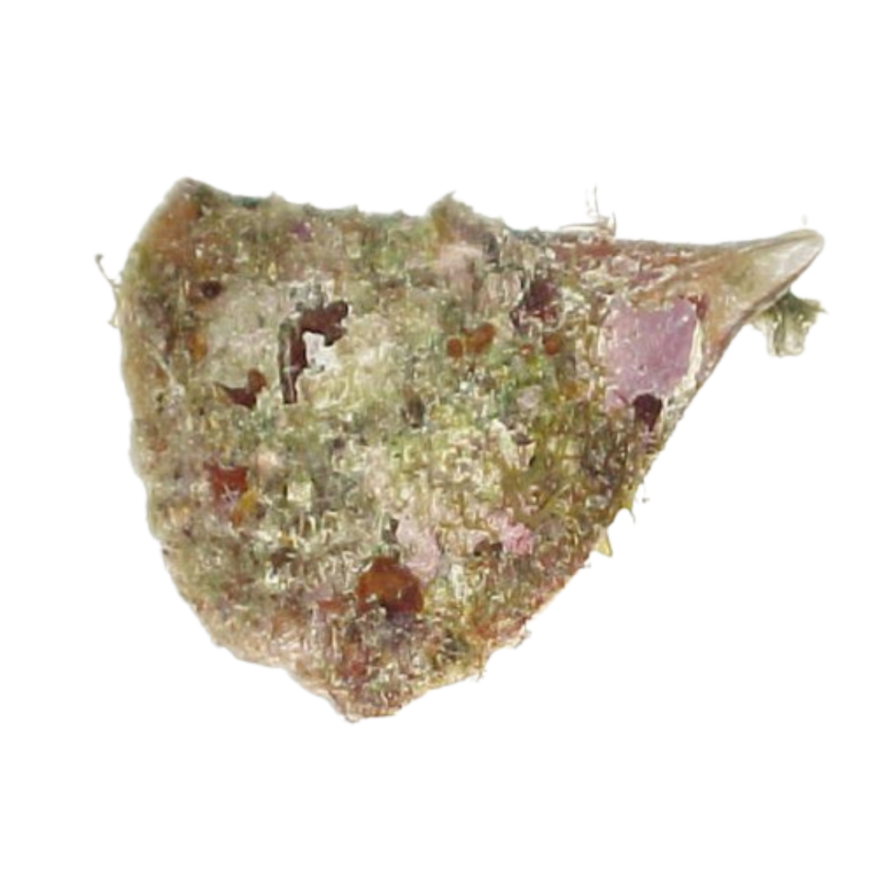 Pin Fish Shell Pin Shell Scallop – Foxy Saltwater Tropicals