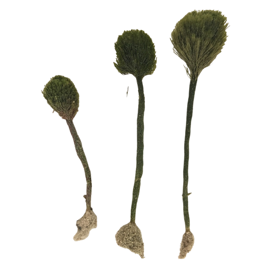 Pom Pom Single Stem Plant