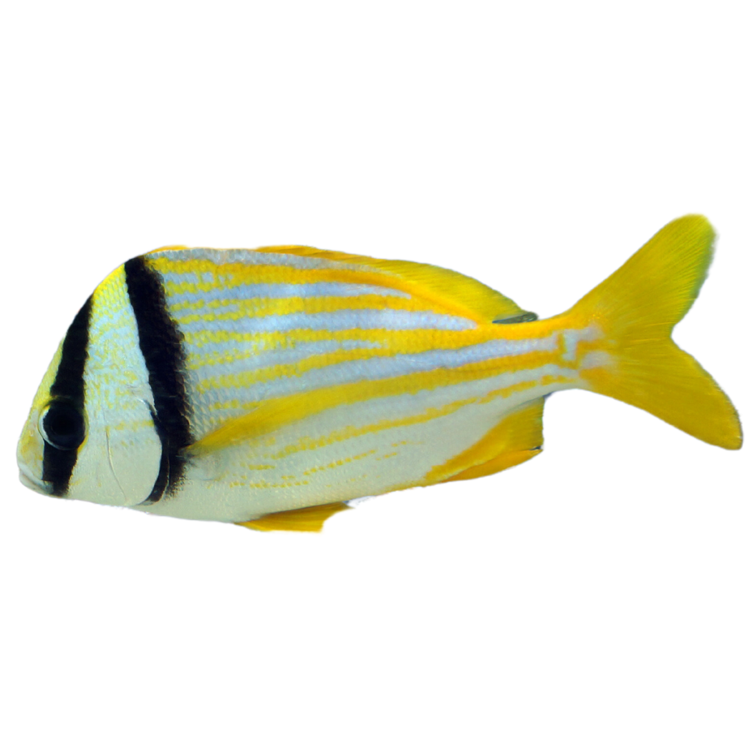 Get Pork Fish