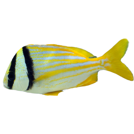 Buy Pork Fish