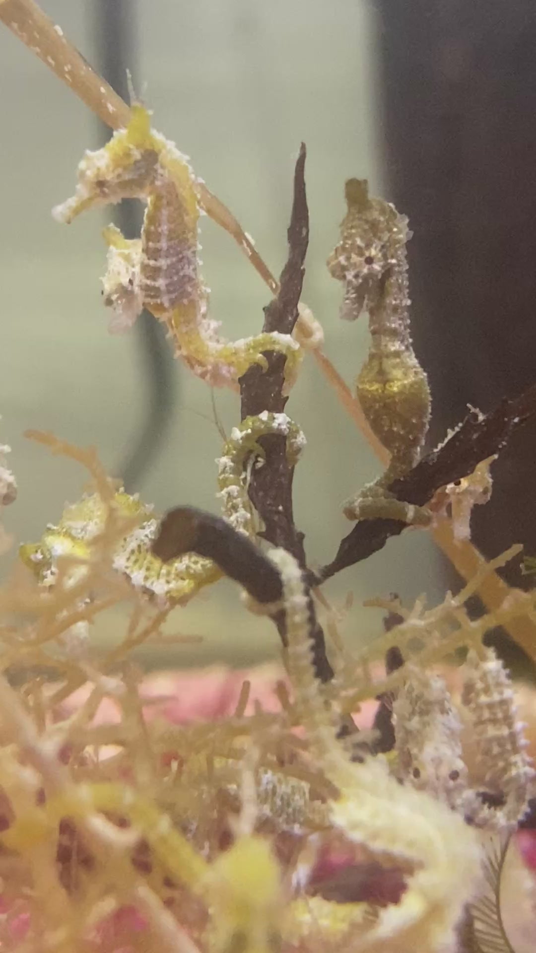 Dwarf Seahorse Monster 25 Pack – Foxy Saltwater Tropicals