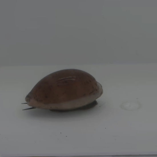 Cowrie