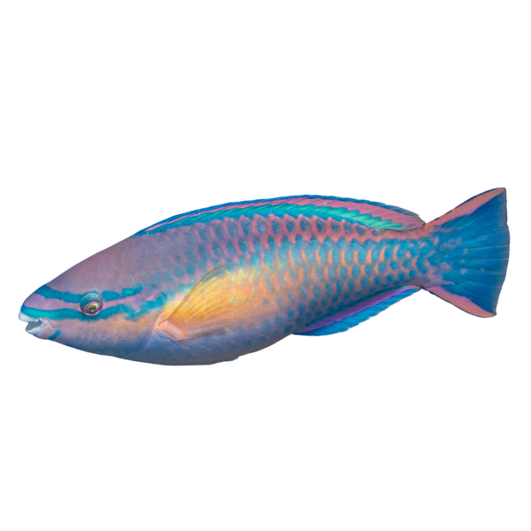 Princess Parrotfish – Foxy Saltwater Tropicals