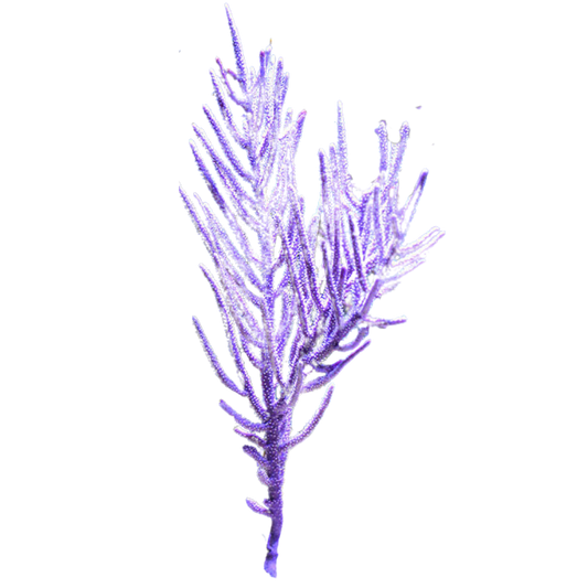 Purple Bush Gorgonian (under 10")