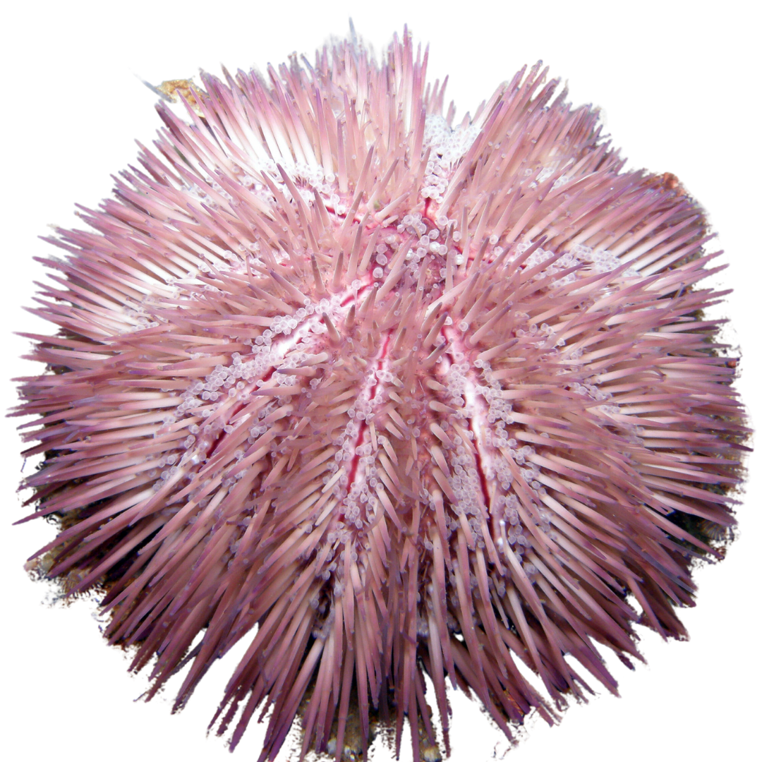 Purple Pin Cushion Urchin Large (3.25 inches or larger)