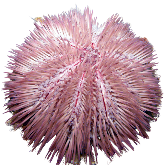 Purple Pin Cushion Urchin Medium (1.75 - 3.25 inches)