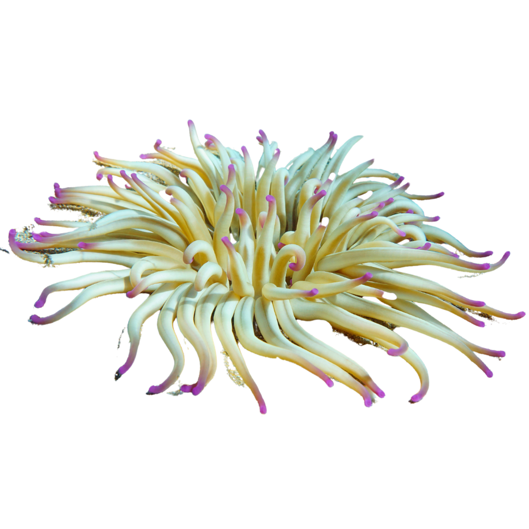 Rock Flower Anemone Sea Anemone For Sale Low Pricing! Foxy
