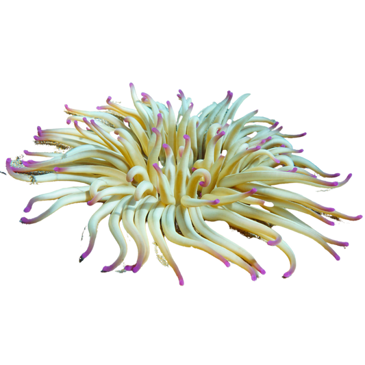 Haitian Purple Tip Condylactis Anemone
