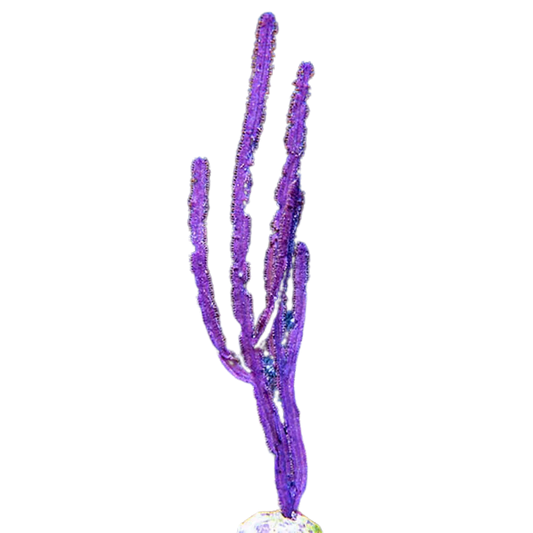 XL Purple Whip Gorgonian (10+ inches)