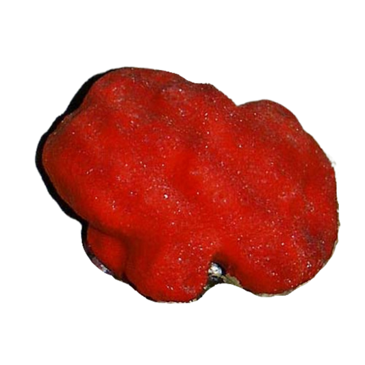 Red Ball Sponge (large)